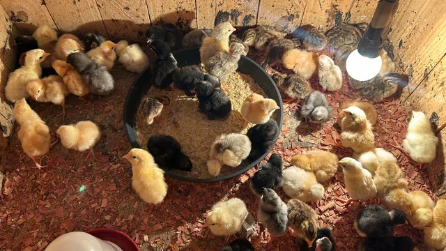Pintinhos caipira legítimo 