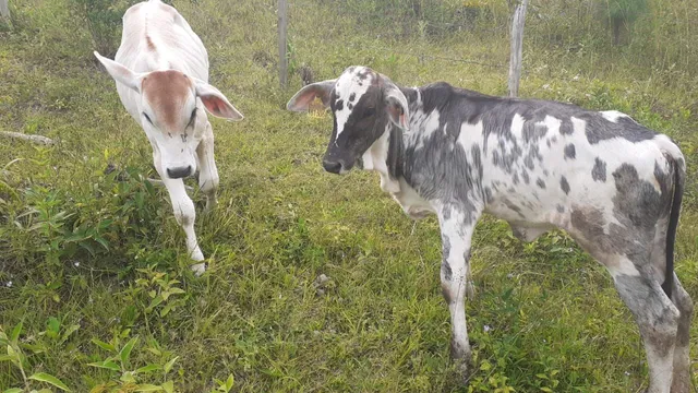 Vaca holandesa parir em fevereiro e duas bezerras desmamados.