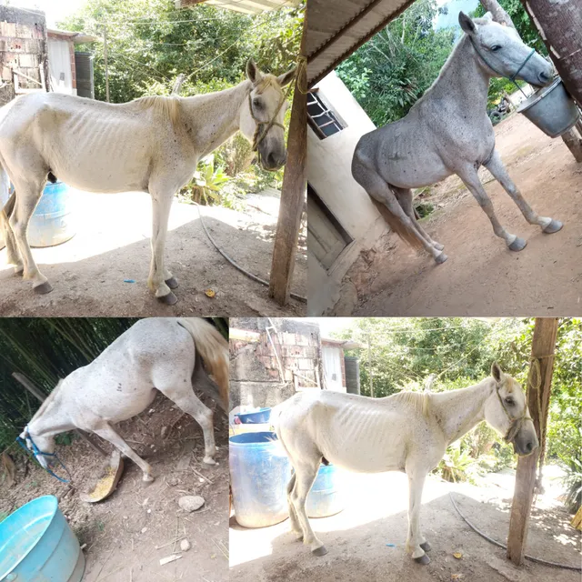 Cavalo
