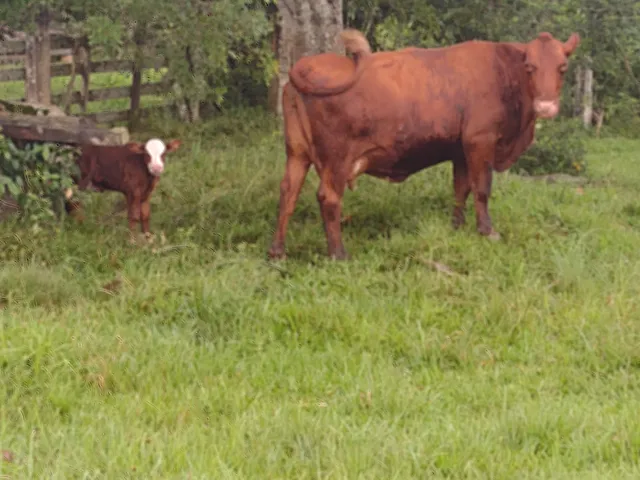 Vagão de vaca parida de Brafford 