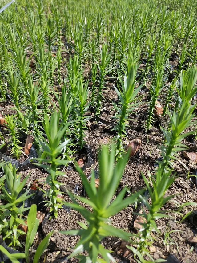 Vendo mudas de Araucária, R$3,00 cada. Tenho 3 mil