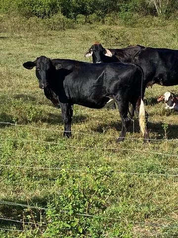  Vacas de leite 