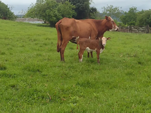 Vaca Brafford com cria fêmea 