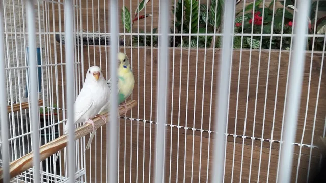 Australianos 