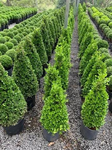 Produção e vendas preço em conta e qualidade