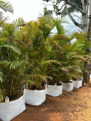 Plantas ornamentais frutíferas e Palmeiras pequenas e adultos 