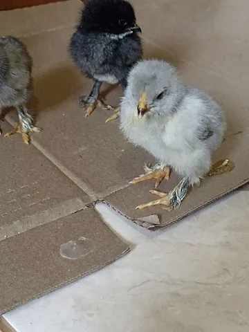 Pintinhos Brahmas 