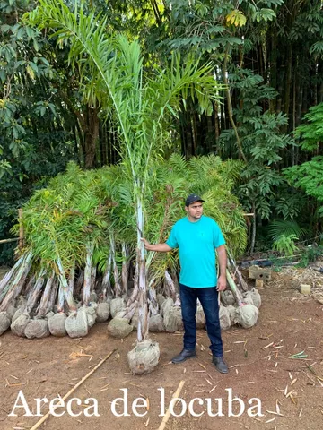 Plantas Ornamentais e Frutíferas para seu jardim