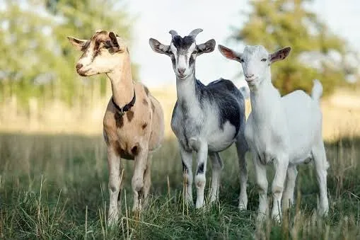 Lote de cabras 
