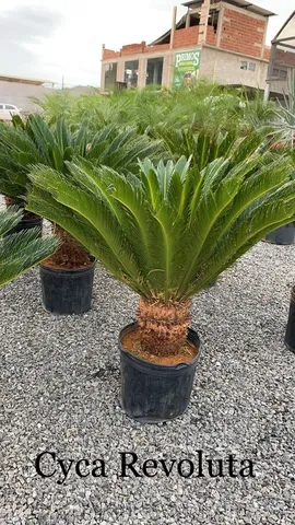 Plantas Ornamentais e Frutíferas para seu jardim