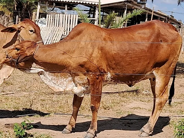 Novilha ( grande)