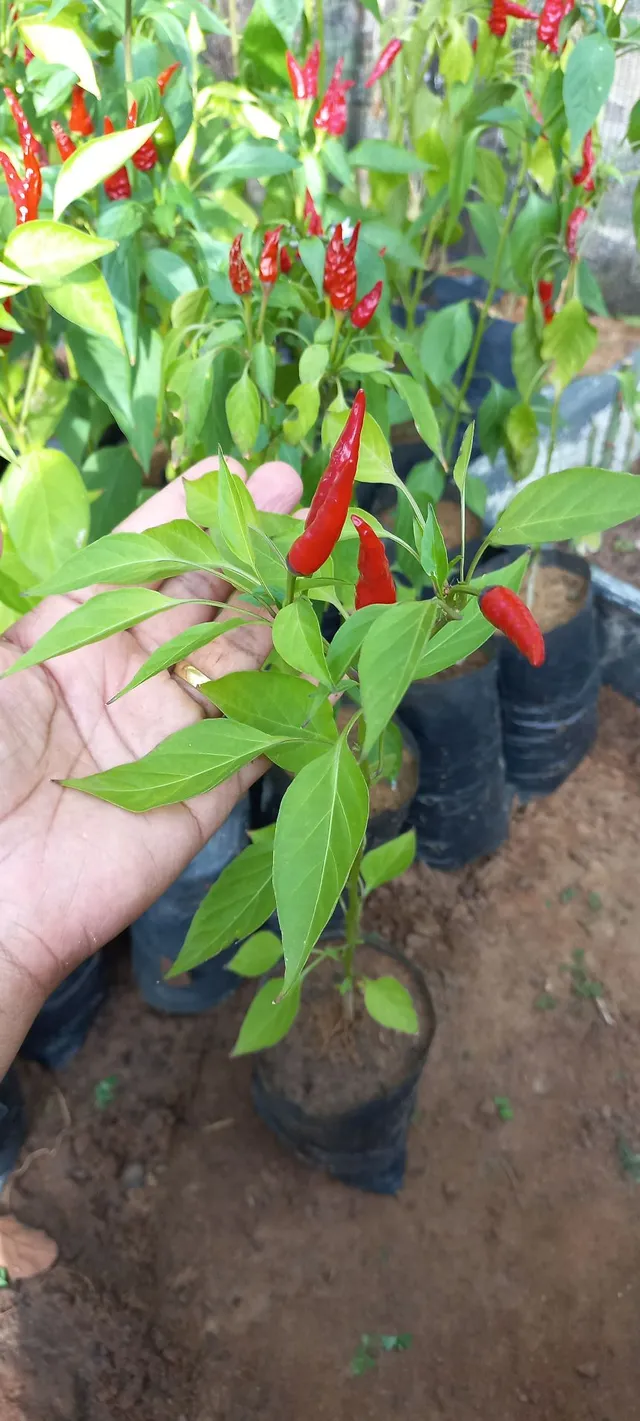 Mudas de Pimenta 