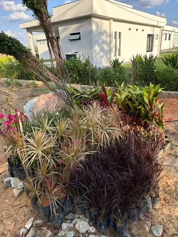 Plantas Ornamentais e Frutíferas para seu jardim
