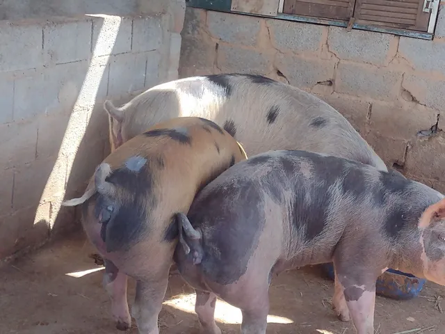 Três porcas caipiras 