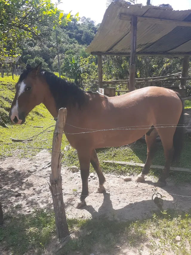 Cavalo criolo 