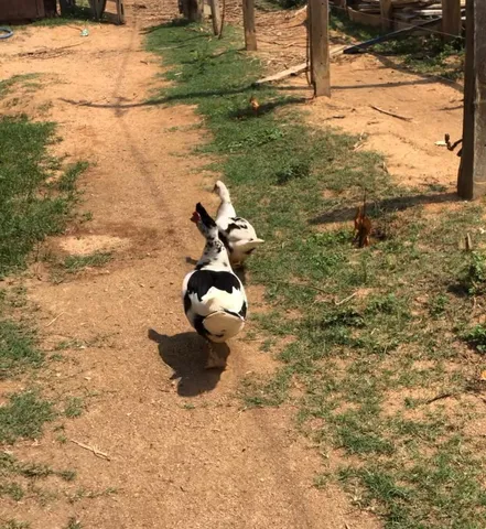 Vendo casal de pato