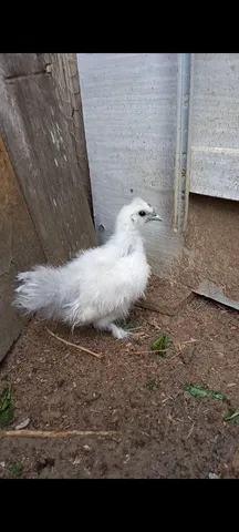 Pintinho de sedosa do Japão 