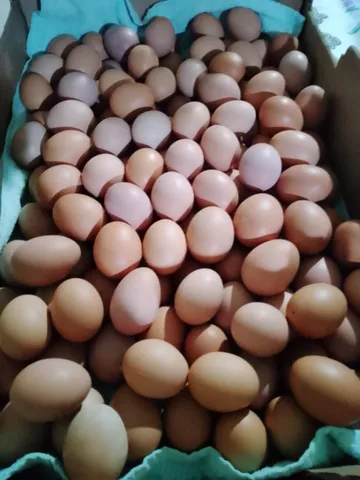 Ovos 