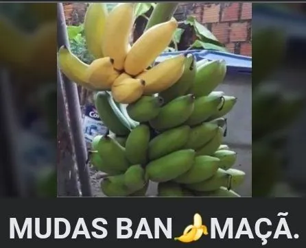 VENDO MUDAS DE BANANA MAÇÃ
