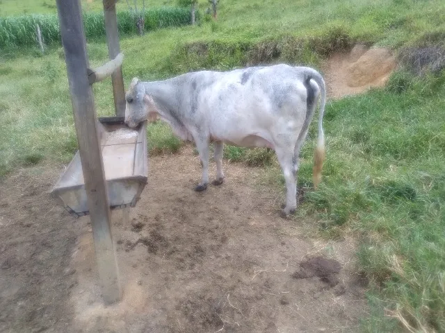 Novilha amojando