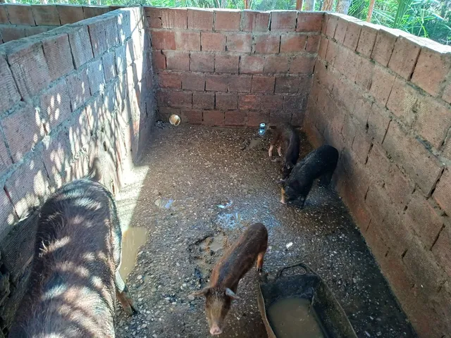 Vendo leitoes de 45 dias piau com pietran 