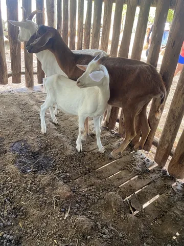 Vendo cabras 