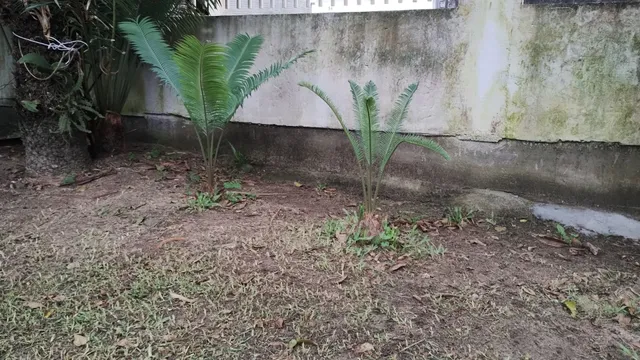 Muda de palmeira Cica 