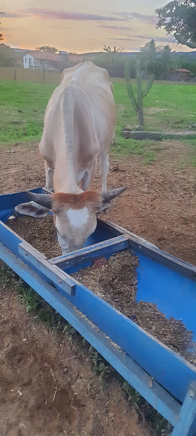Vendo garrote muito bom 