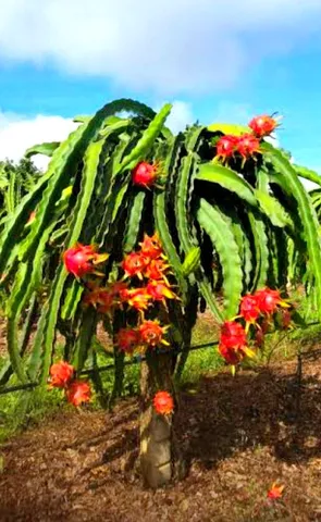 Oportunidade, mudas de pitaya 