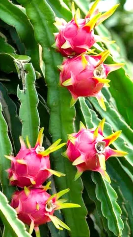 Mudas de pitaya 2,80 centavos