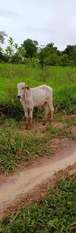 Vendo bezerro Nelore 