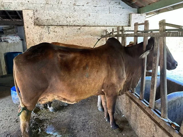 Vendo vaca de leite 