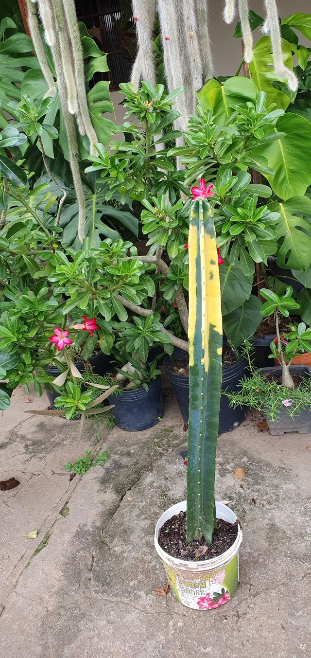 Cacto brasileirinho (suculenta)