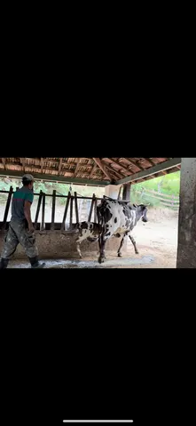 Vaca de leite 