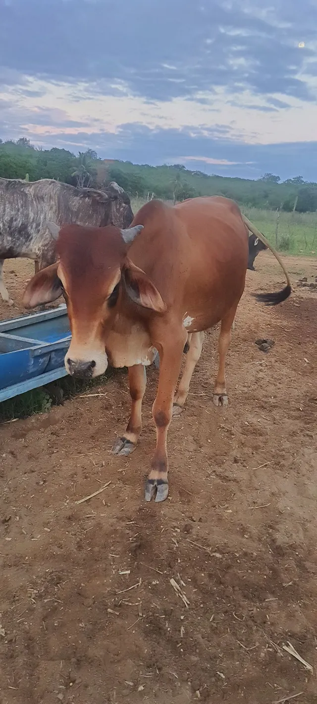 Vendo garrote sindi muito bom 