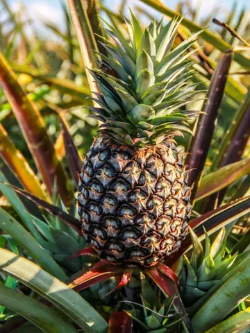 Abacaxi organico