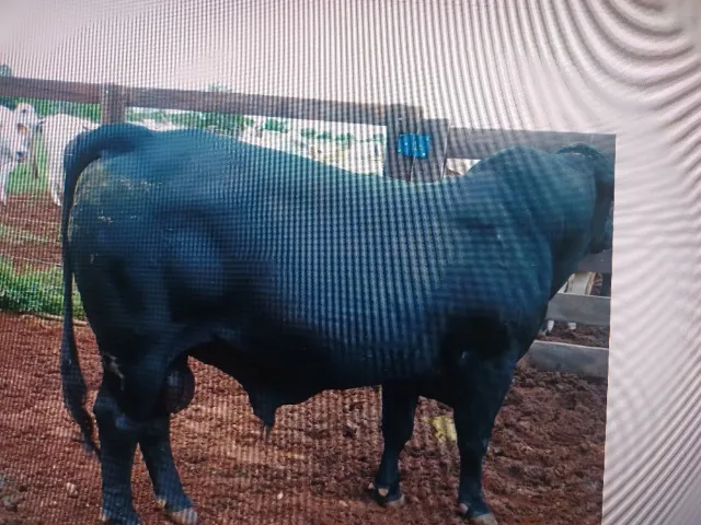 Boi Angus