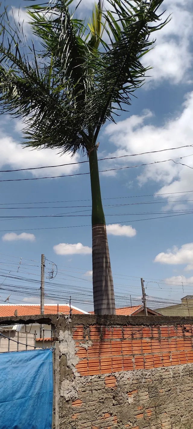 Palmeira real de 9 anos 