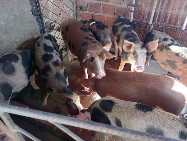 Porco Duroc e Pietran pronto para abate ou criação 