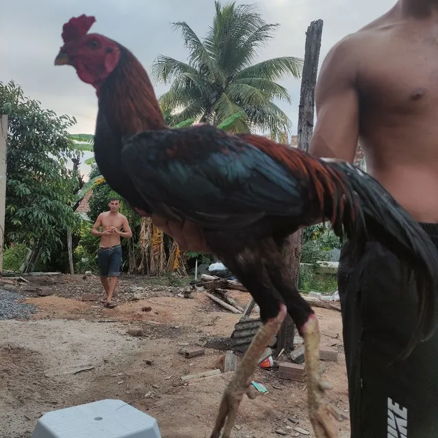 Galo de raça
