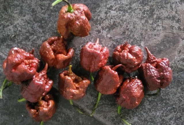 Pimentas Carolina Reaper Chocolate / Trinidad Scorpion Chocolate / exóticas Belo Horizonte