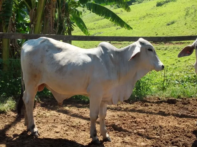 GARROTE TABAPUÃ 