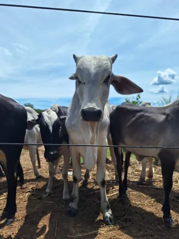 Vende-se um Garrote Nelore