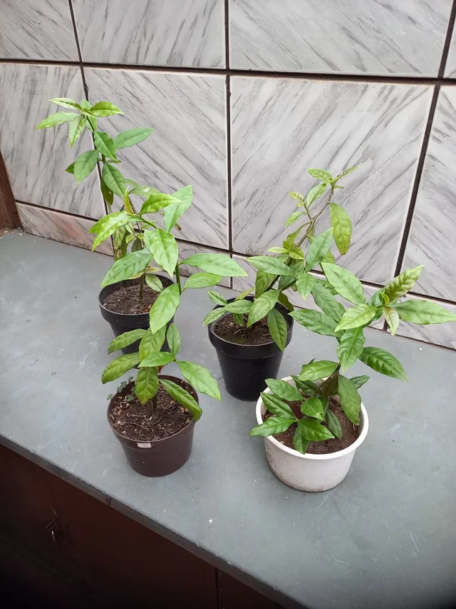 Planta Ora Pro nobis a Venda 