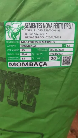 Capim Mombaça 