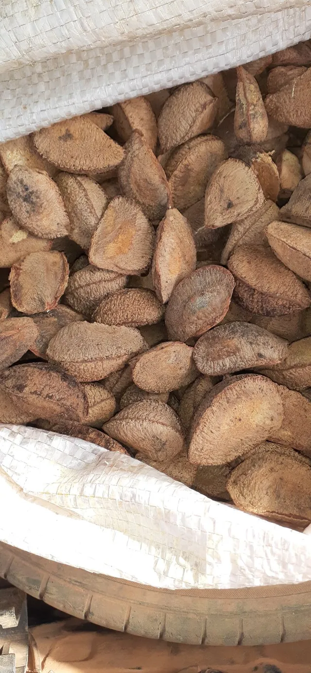 Castanha 