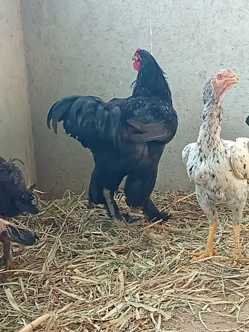 Galo Brahma 