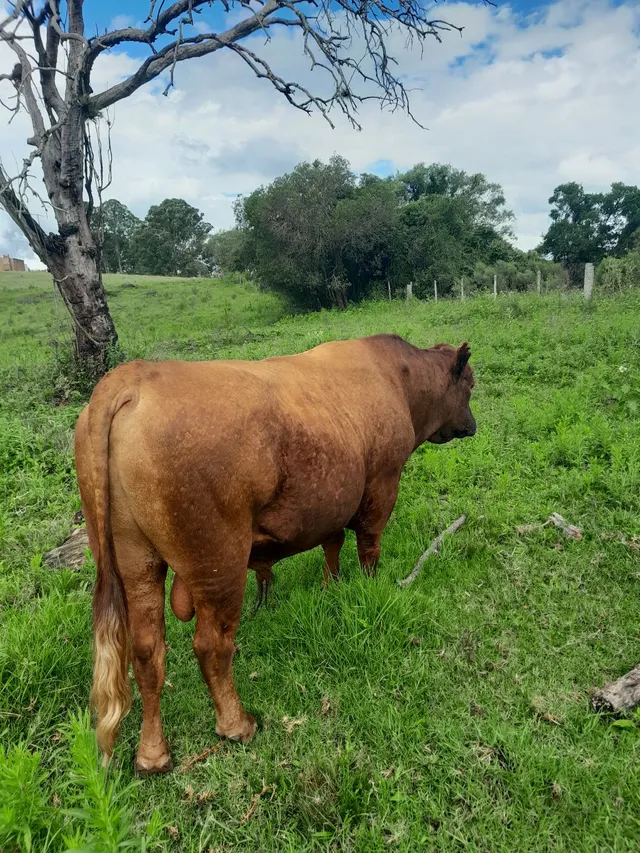 Vendo ou negocio Touro