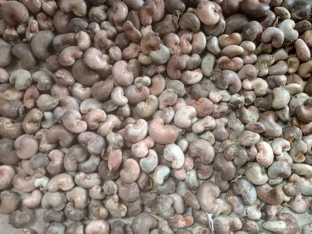 Castanha de caju