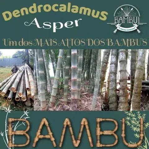Mudas Bambu Gigante Dendrocalamus Asper - o bambu da construção!